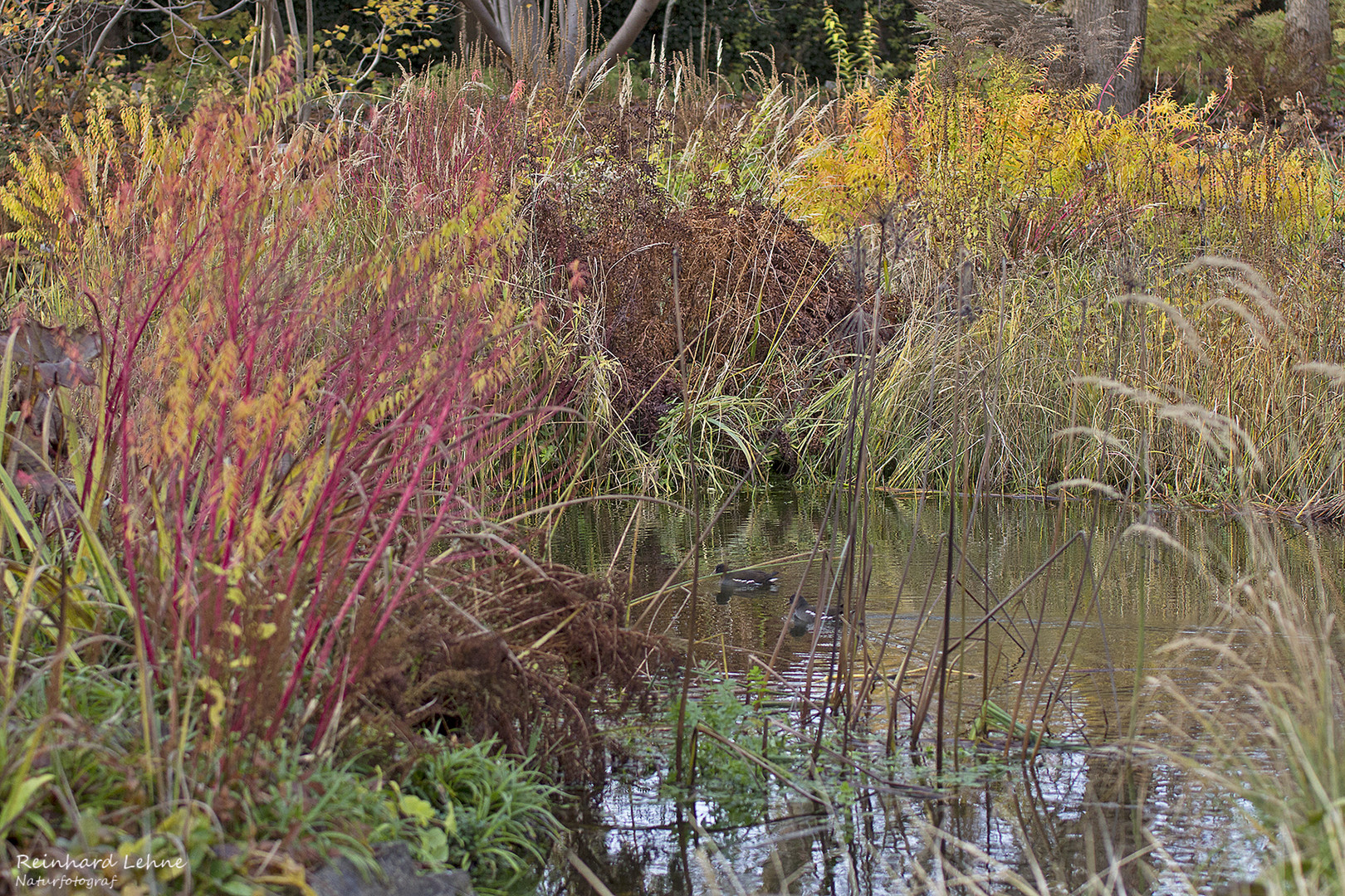  Herbst am Teich