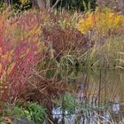  Herbst am Teich