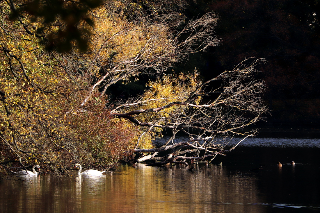 Herbst am Teich