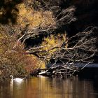 Herbst am Teich