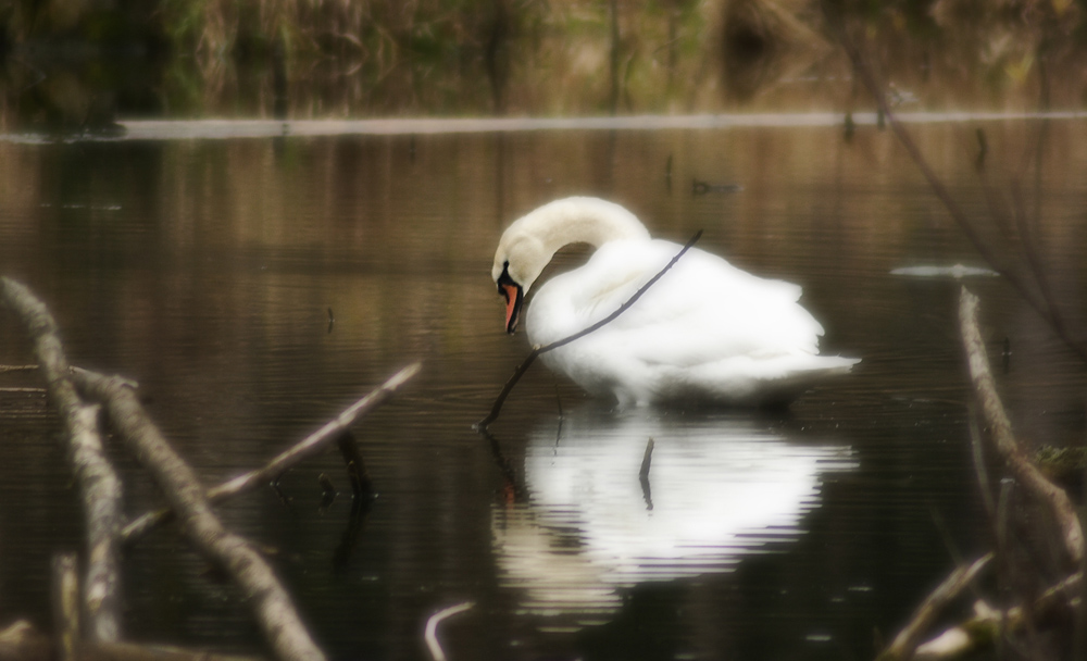 Herbst am Teich