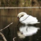 Herbst am Teich