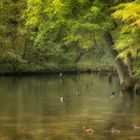 Herbst am Teich