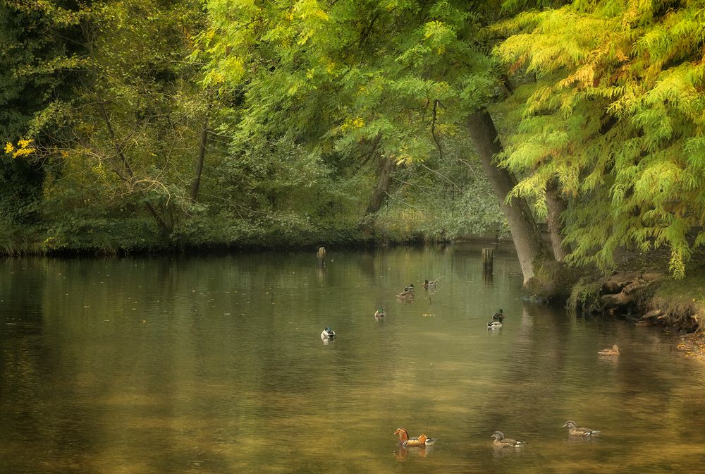 Herbst am Teich