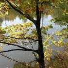 Herbst am Teich