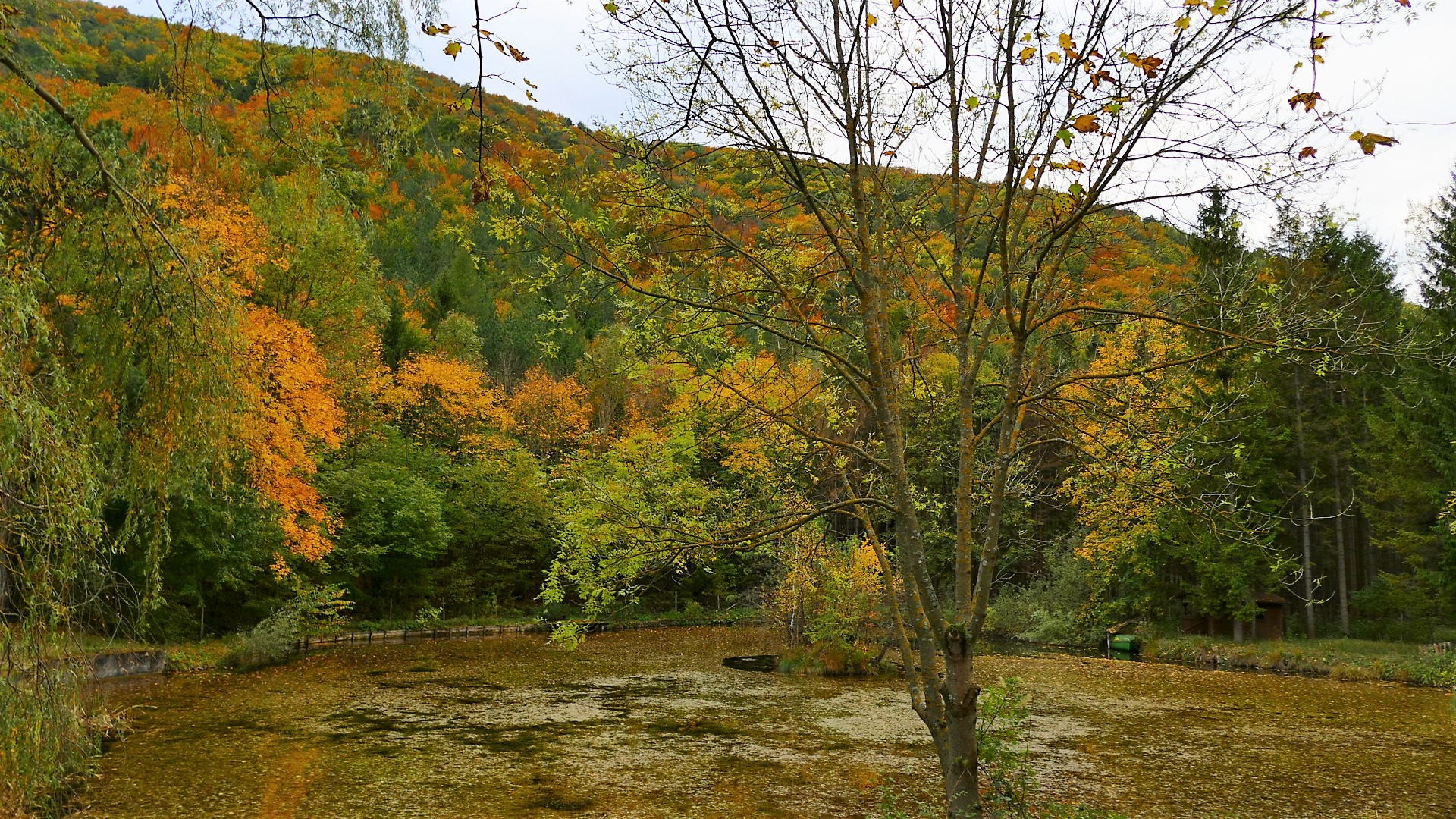 Herbst am Teich