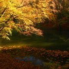 Herbst am Teich