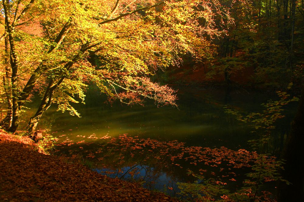 Herbst am Teich Foto & Bild jahreszeiten, herbst, landschaften Bilder