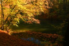 Herbst am Teich