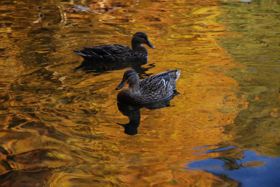 Herbst am Teich