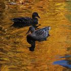 Herbst am Teich