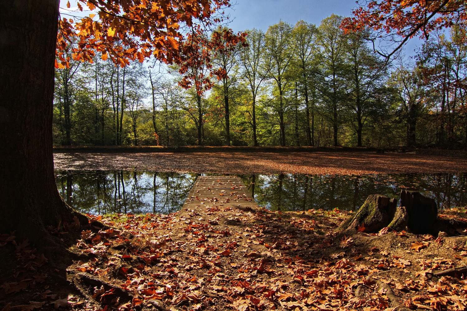 Herbst am Teich II Foto & Bild oktober, wasser, bäume Bilder auf