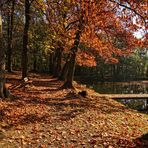 Herbst am Teich III