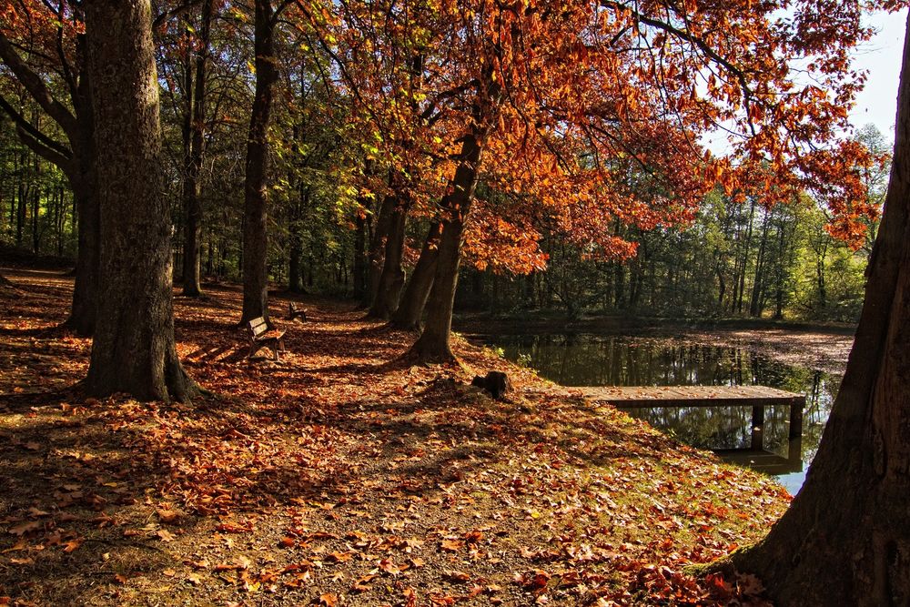 Herbst am Teich III Foto & Bild deutschland, europe, nordrhein