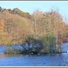 Herbst am Teich/ See