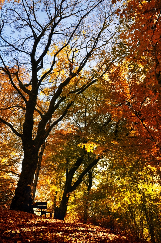 Herbst am Theresienstein