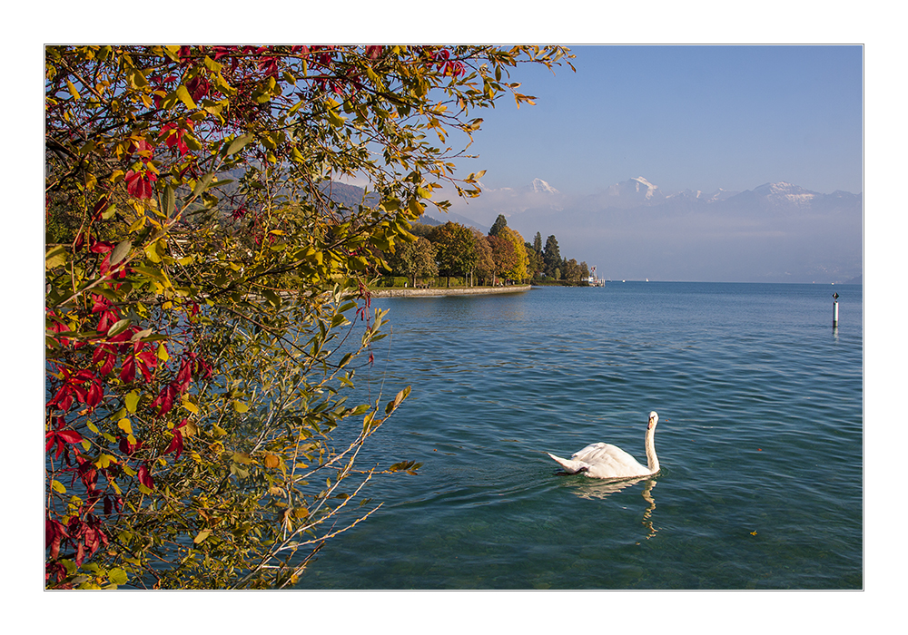 Herbst am Thuner See