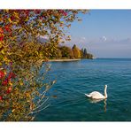 Herbst am Thuner See