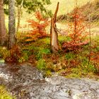 °°°° Herbst am Tonbach °°°°