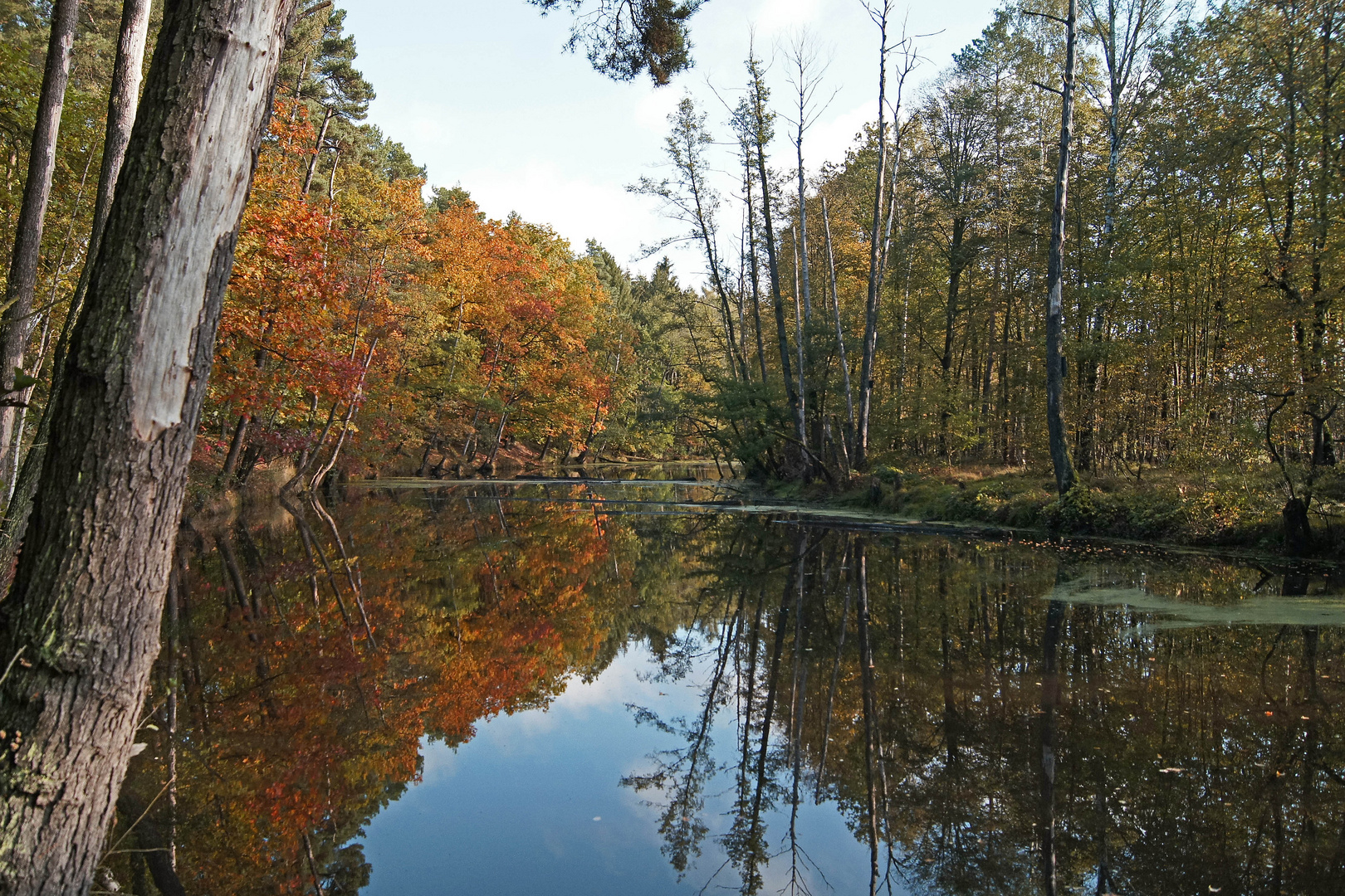 Herbst am Toten Arm