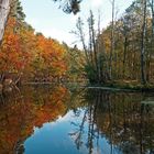 Herbst am Toten Arm