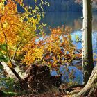 Herbst am Treppelsee