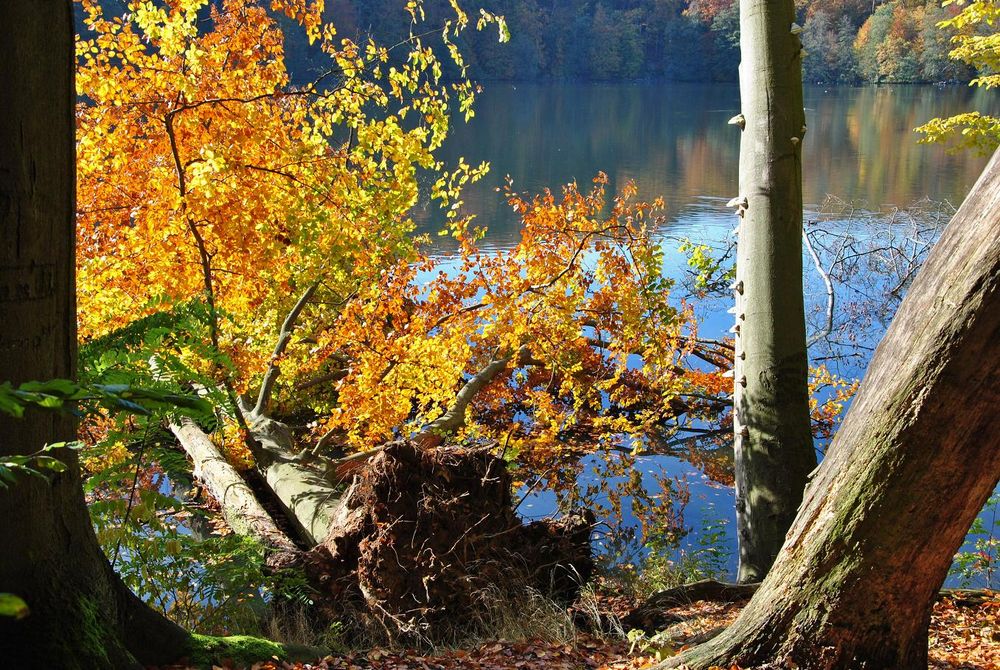 Herbst am Treppelsee