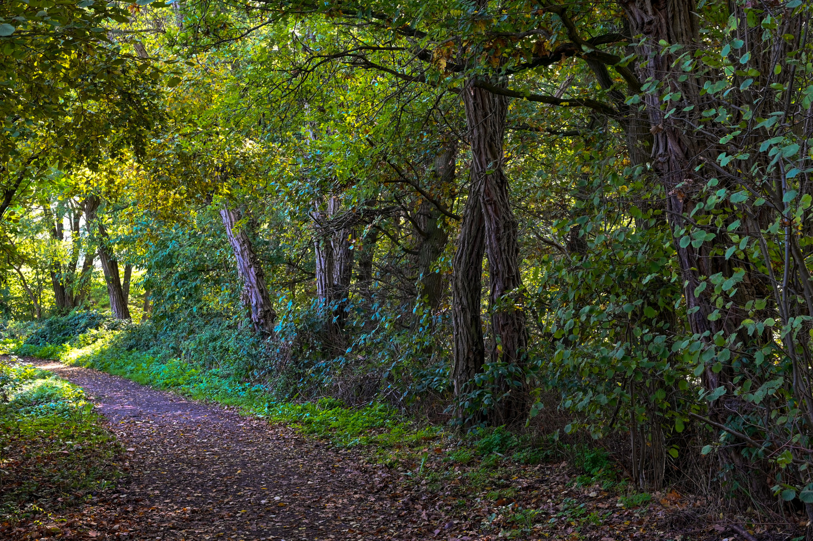 Herbst am Trerichsweiher