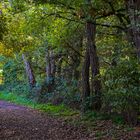 Herbst am Trerichsweiher