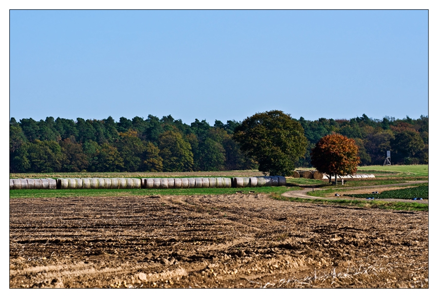 Herbst am Tümpel 1