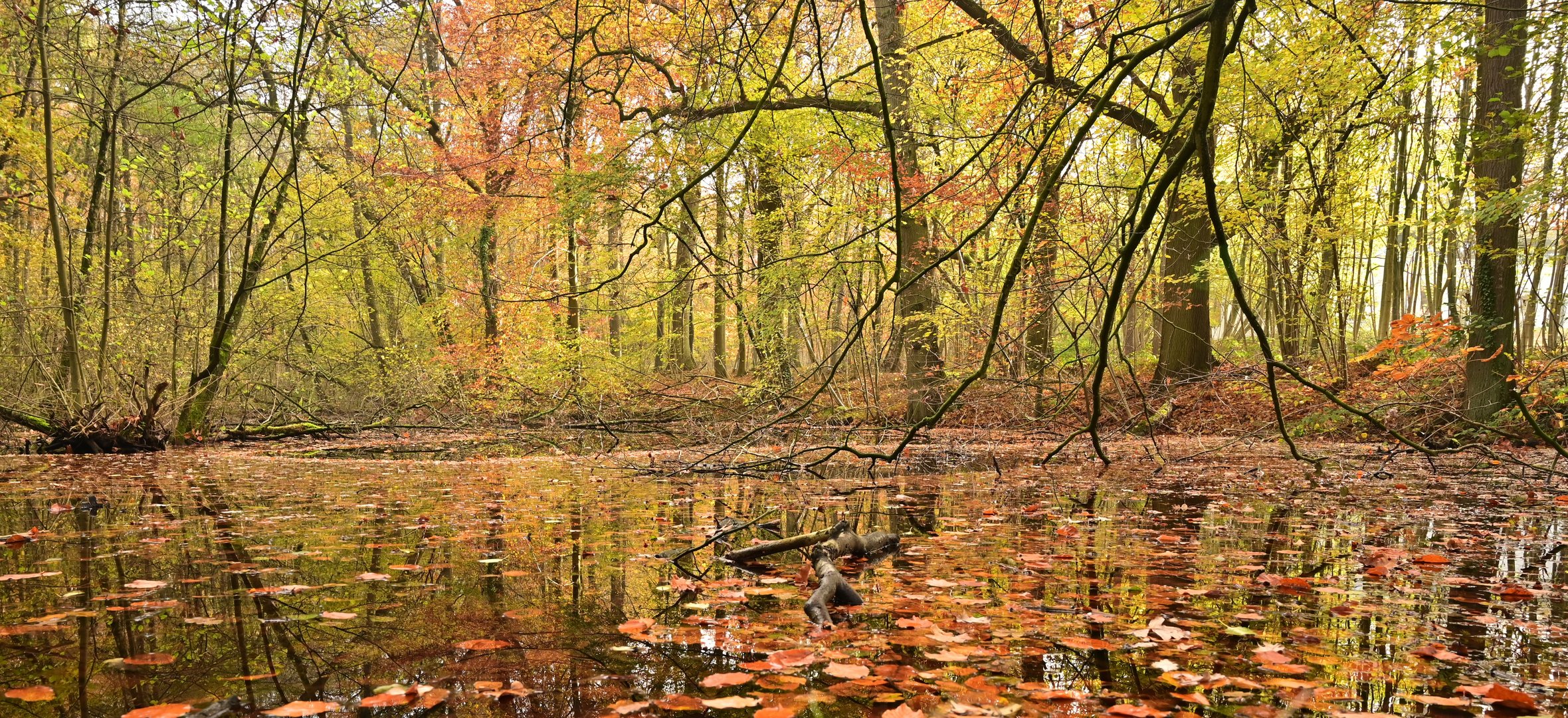 Herbst am Tümpel