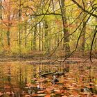 Herbst am Tümpel