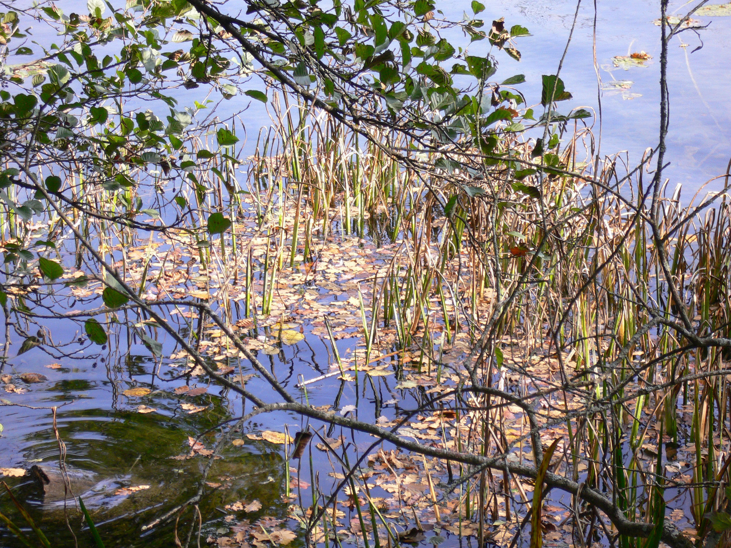 Herbst am Türlersee