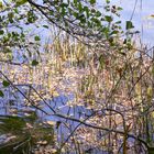 Herbst am Türlersee