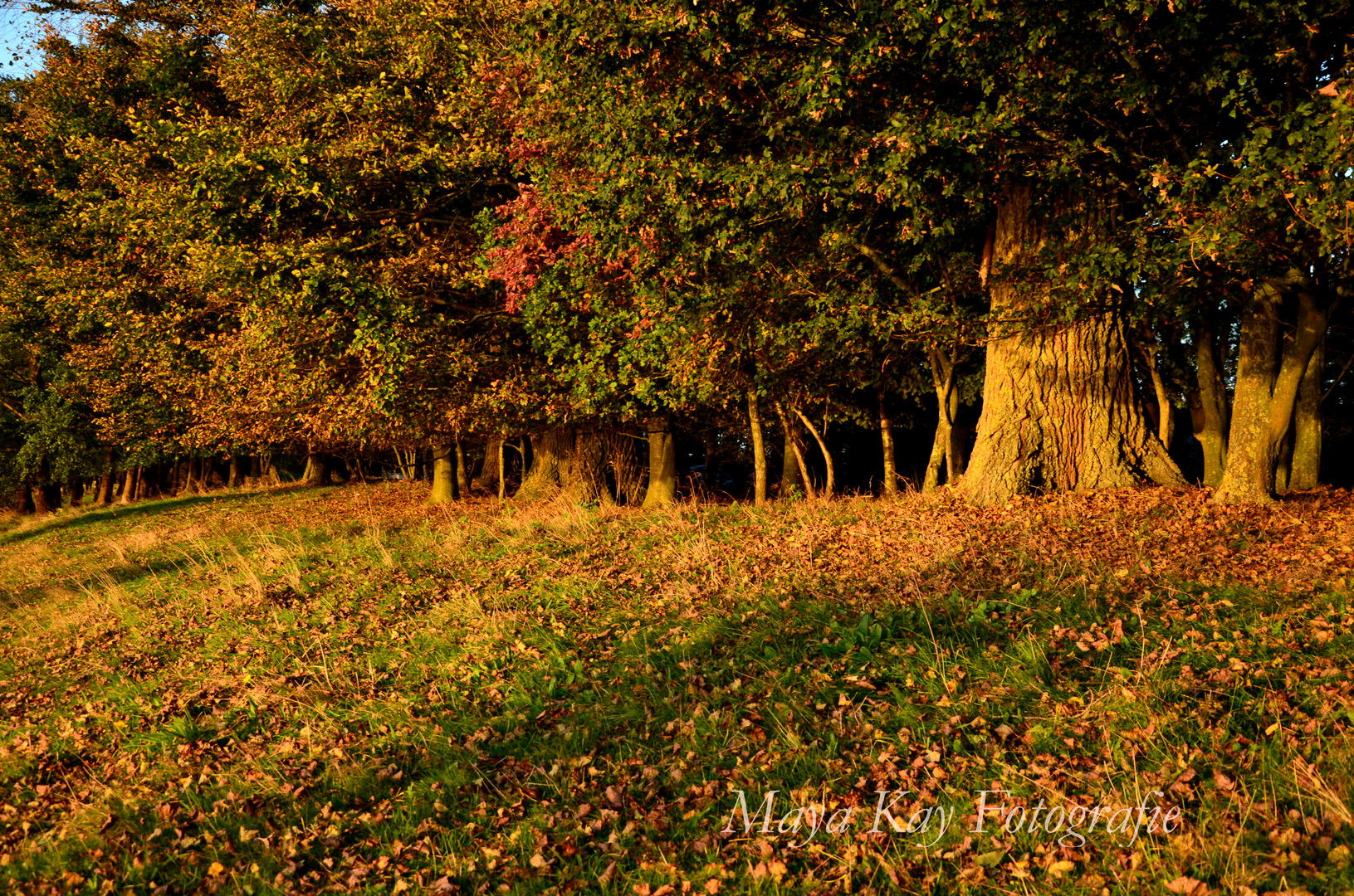 Herbst am Tweelbäker See