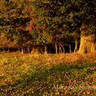 Herbst am Tweelbäker See