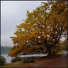 Herbst am Ümminger See