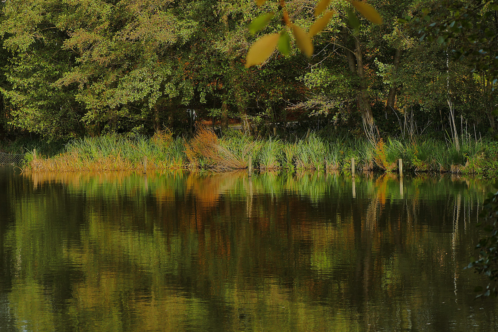 Herbst am Ufer