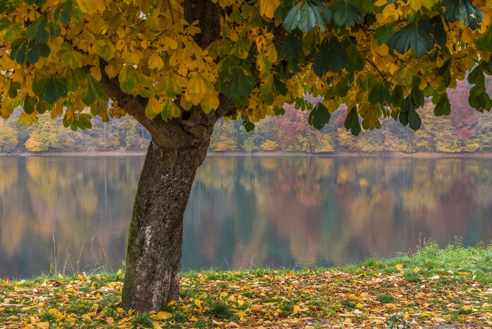 *Herbst am Ulmener Maar*