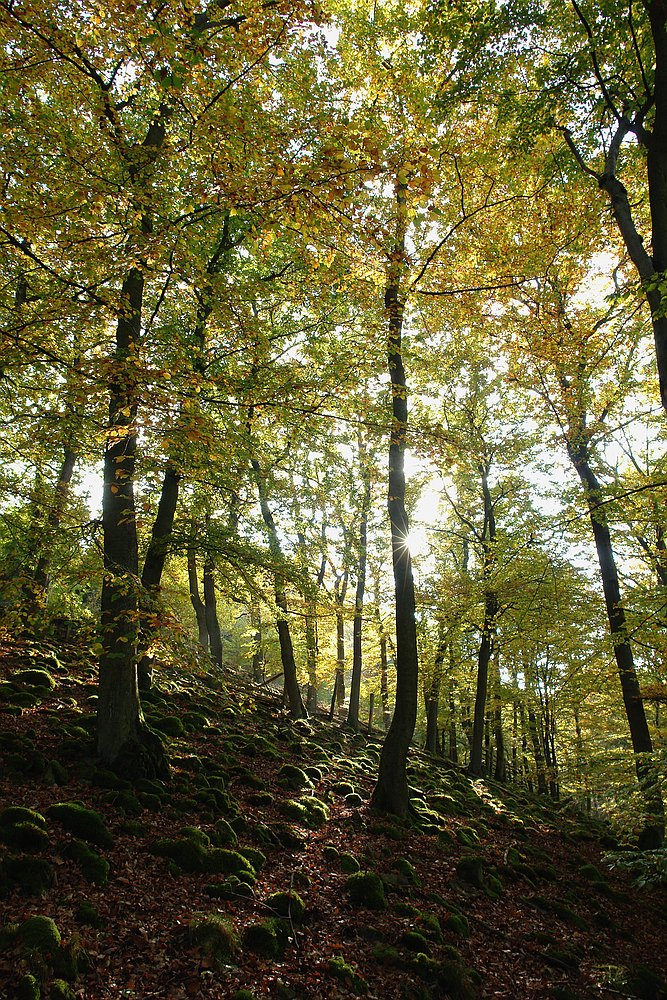 Herbst am Urwaldsteig