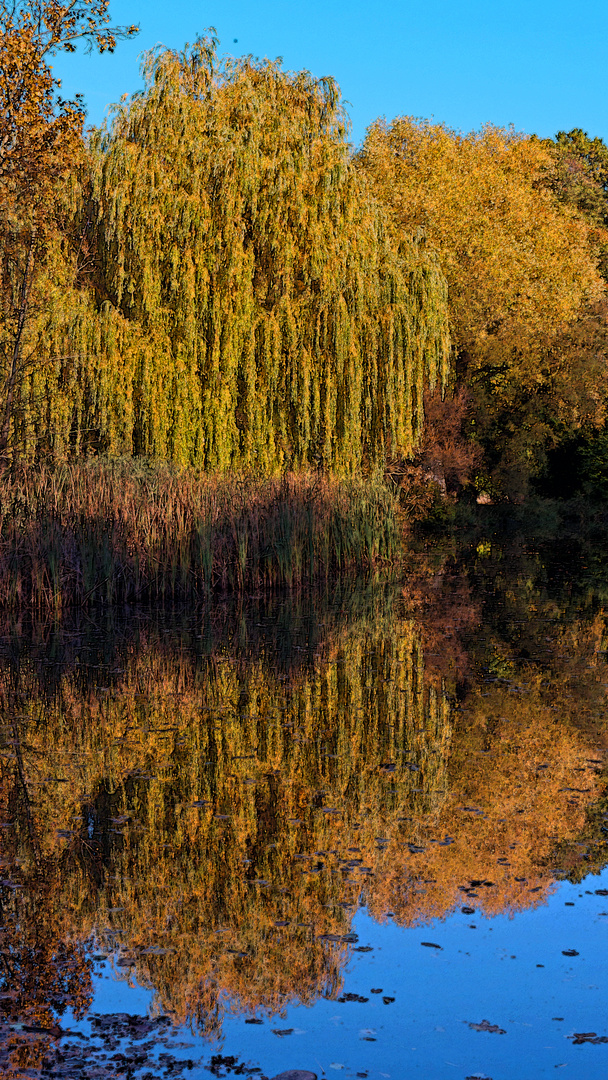 Herbst am Valznerweiher