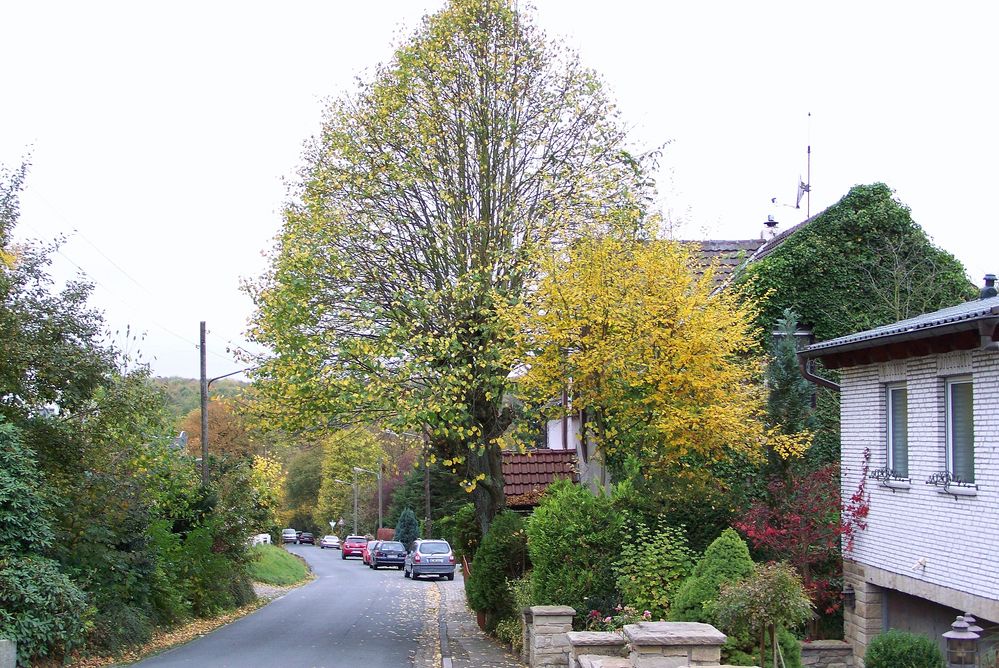 Herbst Am Varenholt