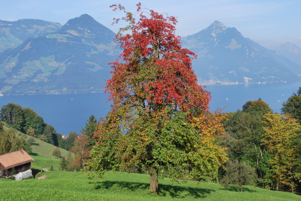 Herbst am Vierwaldstätter - See