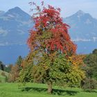 Herbst am Vierwaldstätter - See