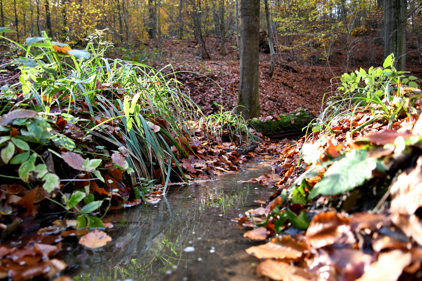 Herbst am Waldbach