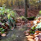 Herbst am Waldbach