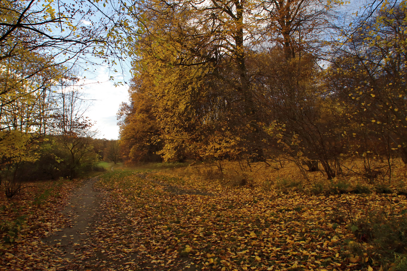 Herbst am Waldrand