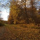 Herbst am Waldrand