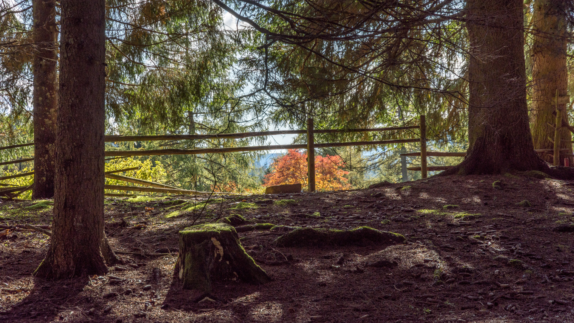 Herbst am Waldrand