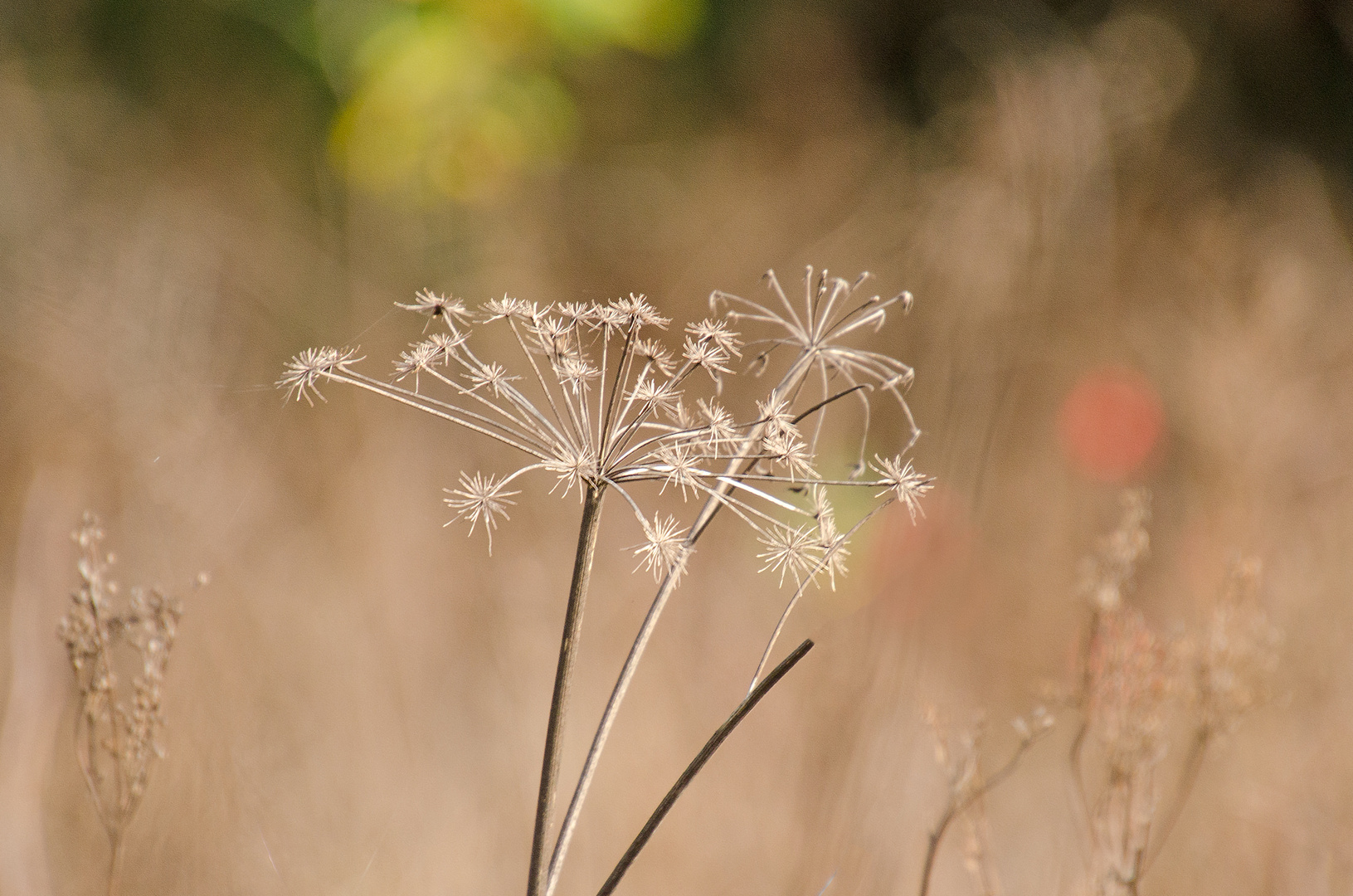 Herbst am Waldrand